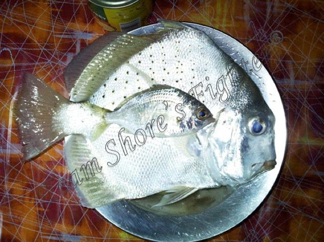 350gm Spotted Sickle Fish