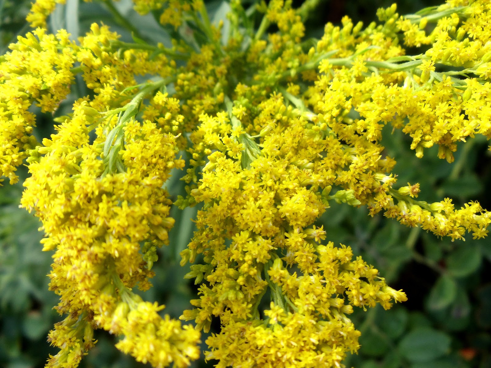 Goldenrod Flowers