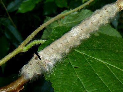 Tolype velleda caterpillar Tolype velleda caterpillar