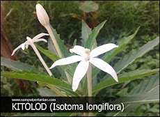 Macam-macam Gulma : Klasifikasi dan Morfologi Kitolod (Isotoma longiflora)