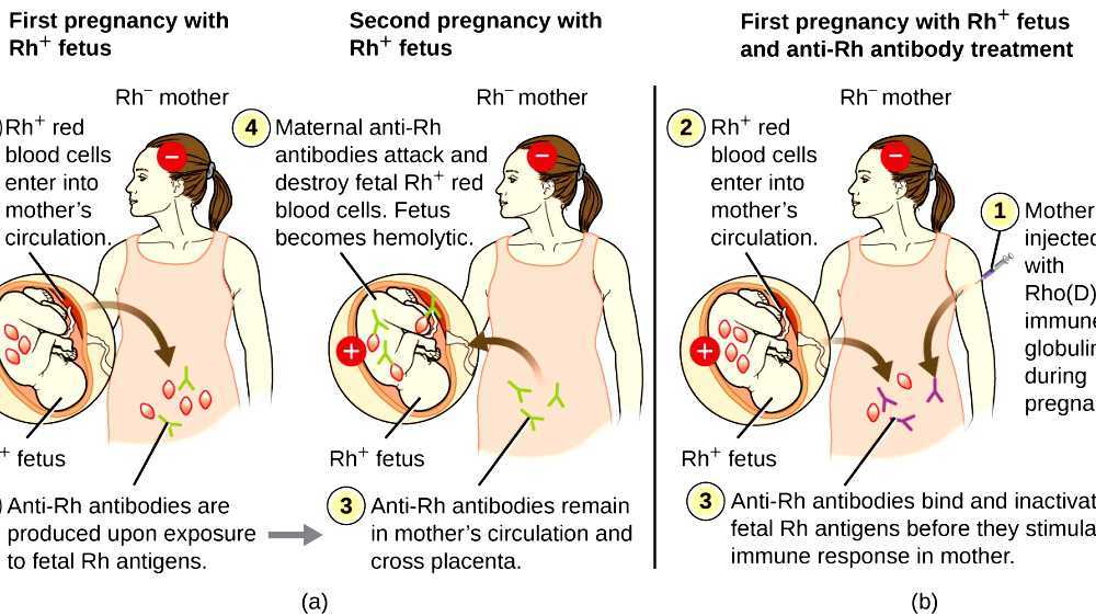 Rho D Immune Globulin
