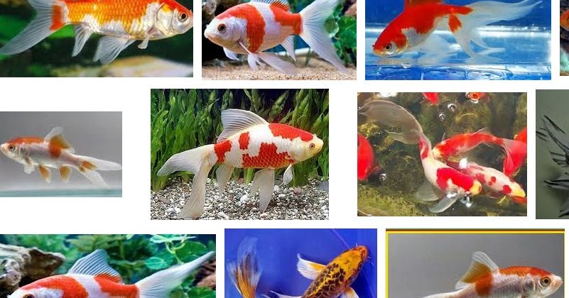 Ini Dia Ukuran Ikan Komet yang Harus Anda Ketahui