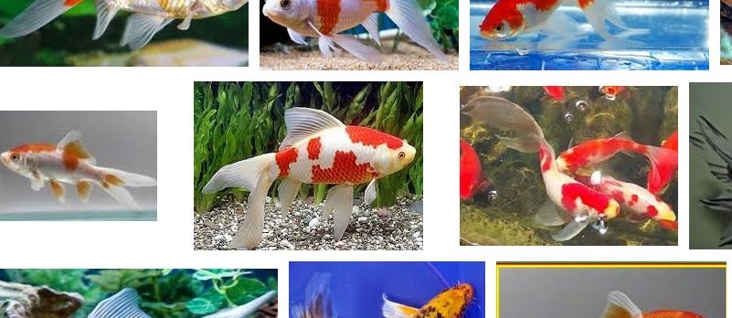 Ini Dia Ukuran Ikan Komet Yang Harus Anda Ketahui Infoikan Com