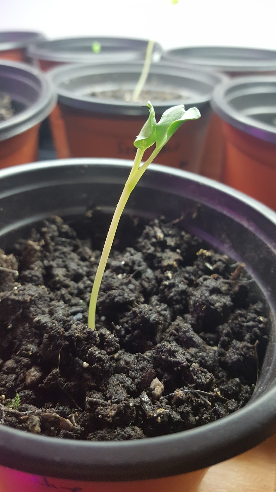 Josh's Blog. Sea Kale Germination Experiment Part 3