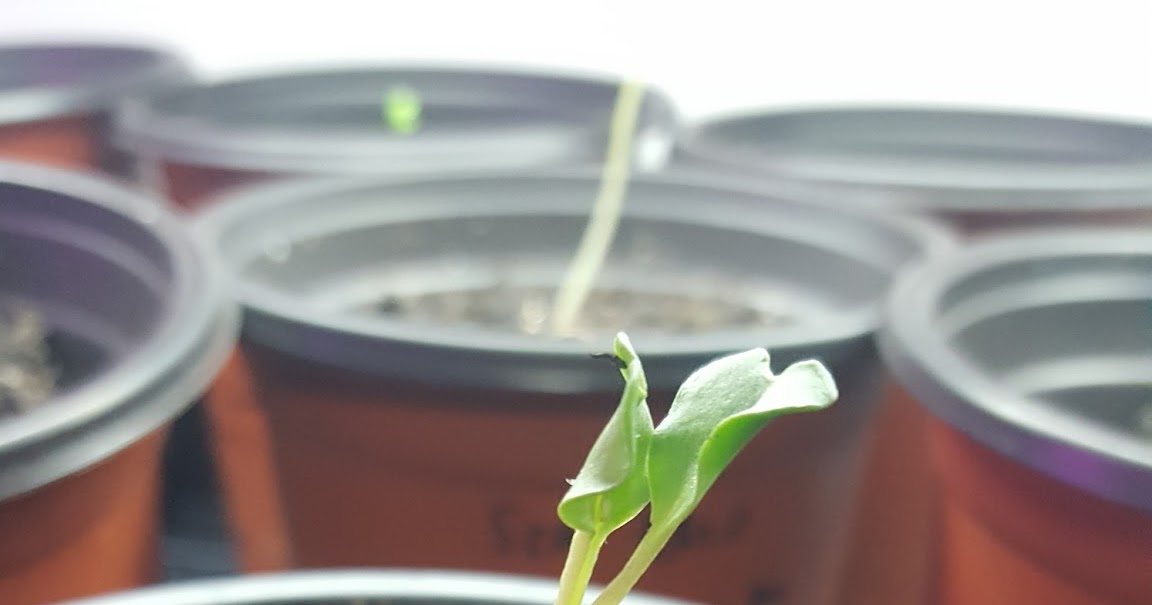 Josh's Blog. Sea Kale Germination Experiment Part 3