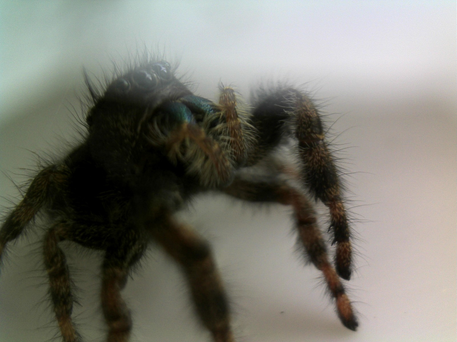 Bugs IRL The Bold Jumping Spider