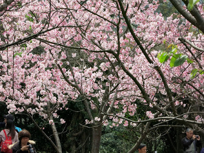 cherries, Taiwan