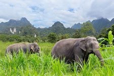 Elefanti (Pinterest–319 foto)