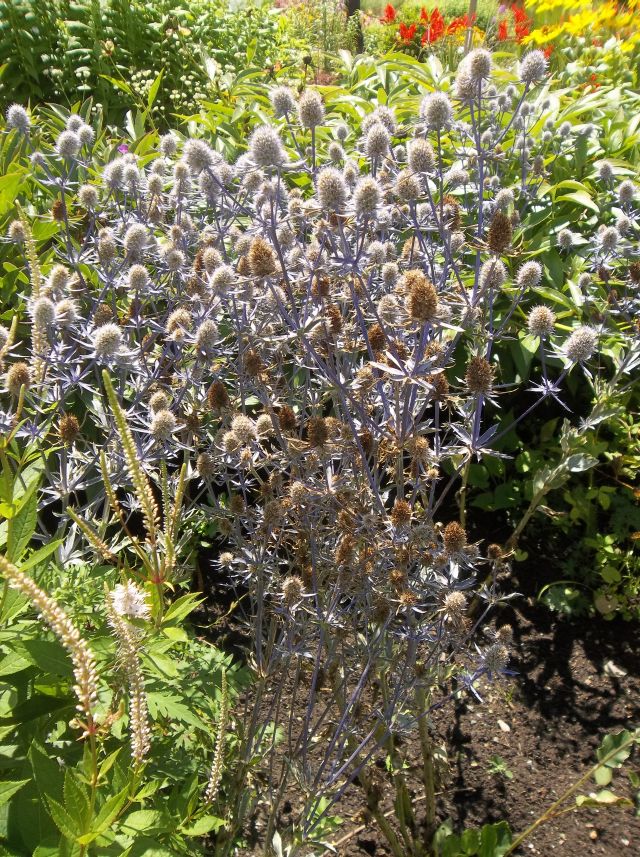 Future Plants by Randy Stewart Sea Holly