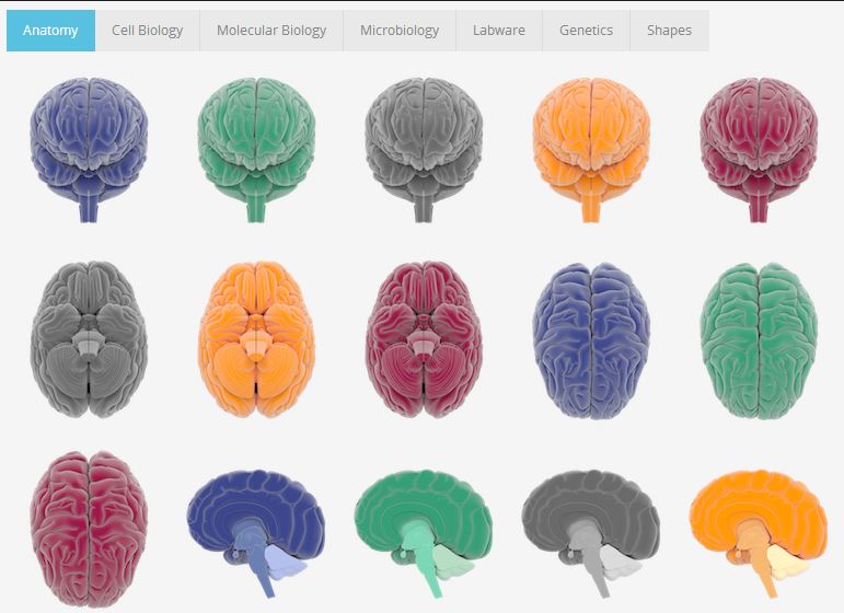 Quanto rapide sono le vostre traduzioni per presentazioni tecnico-mediche?