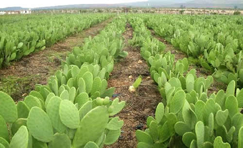 Cactus field