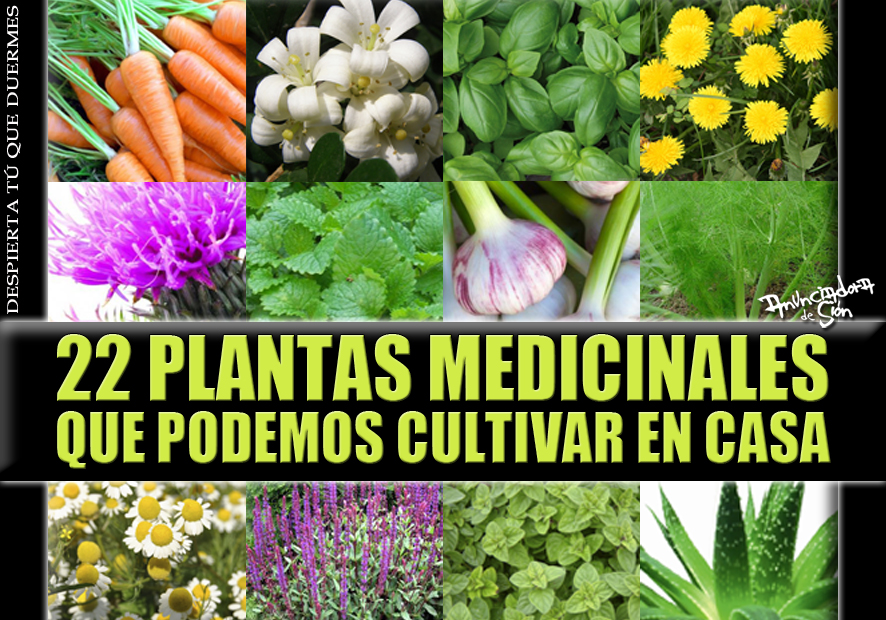 Plantas Medicinales Que Puedes Cultivar Para Limpiar Y Fortalecer Tus ...