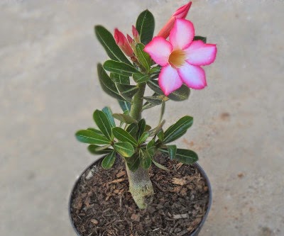 Rosa do Deserto: Adenium obesum