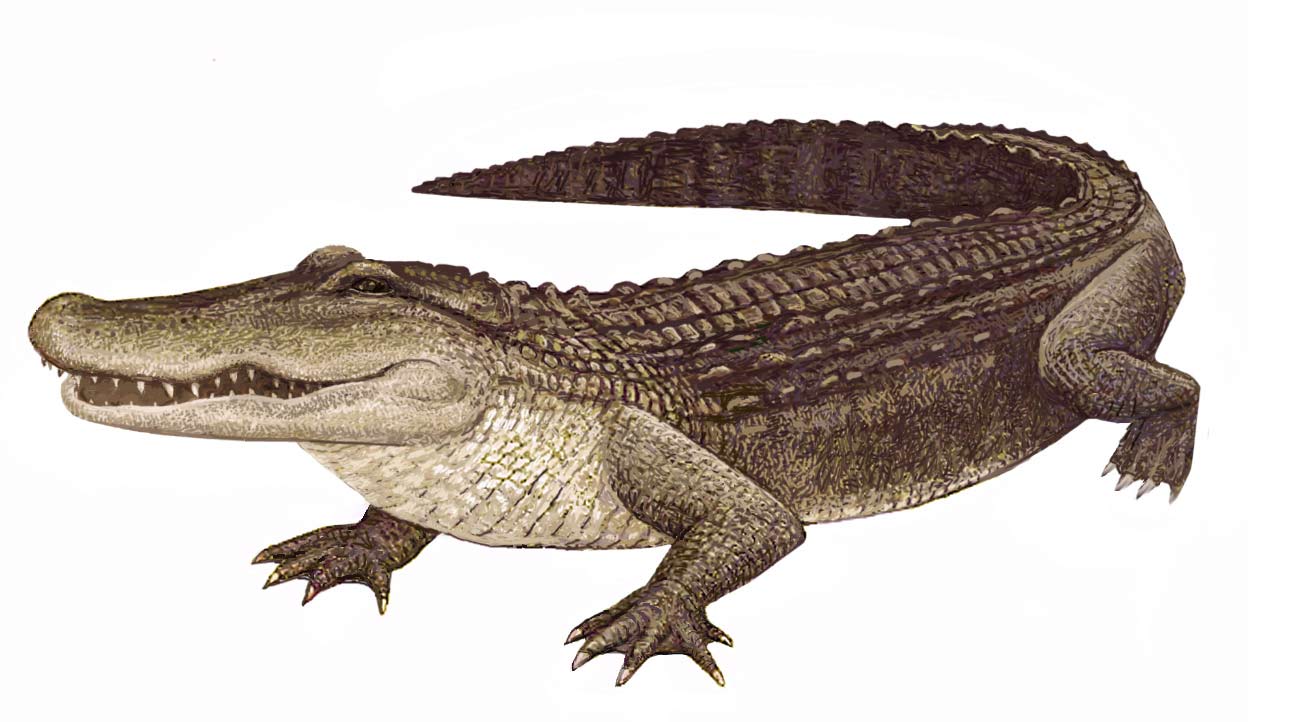 Изображение пресмыкающихся. Миссисипский Аллигатор. Узкорылый крокодил. Крокодил на белом фоне. Изображение крокодила.