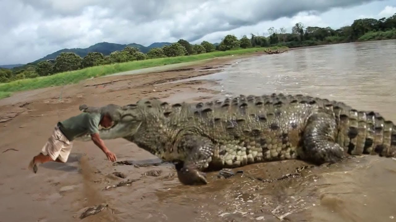 Какой опасный зверь. Гребнистый крокодил Рамри. Остров Рамри крокодиловая бойня. Самый опасный крокодил в мире.