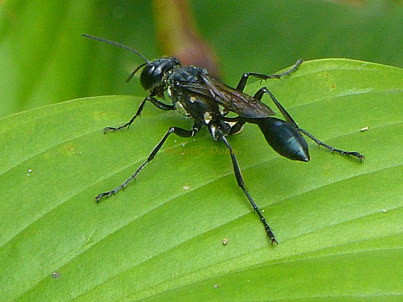 Wasp A Black Wasp