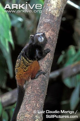 Saddleback Tamarin