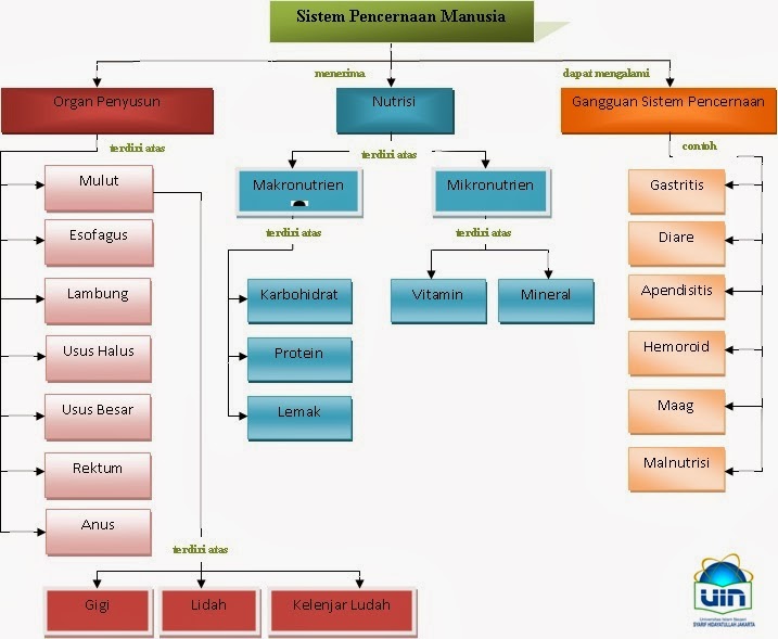 Mukhti Ayuni: Peta Konsep Sistem Pencernaan Manusia