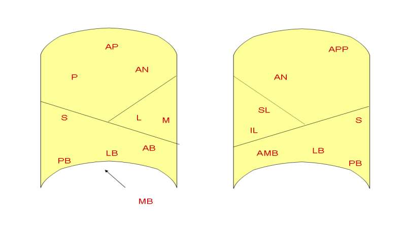 Lobes FOR AUSCULTATION - STETHOSCOPE PLACEMENT Lobes FOR AUSCULTATION - STETHOSCOPE PLACEMENT