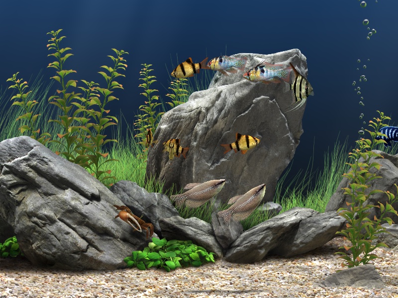 best aquarium screensaver 2016 best aquarium screensaver 2016