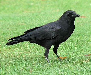Gabi Man - The unique friendship with crows