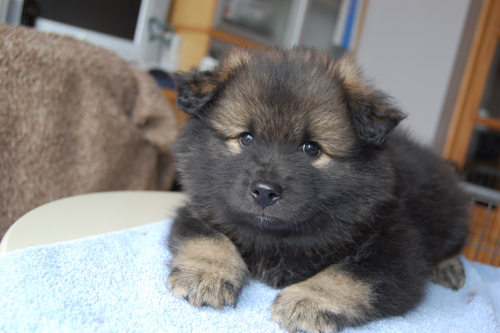 Elbereth Finnish Lapphunds & Border Collies Week Six