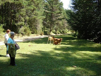 Vacas en la pista forestal hacia el Pla del Joc de Pilota