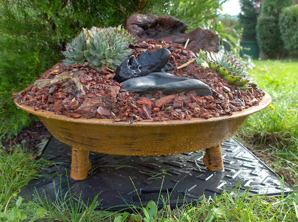 De barbacoa a maceta para Sempervivum calcareum