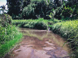Irrigating Rice Fields Preparation Before Planting At Ringdikit Village, North Bali, Indonesia