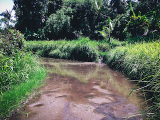 Irrigating Rice Fields Preparation Before Planting At Ringdikit Village, North Bali, Indonesia