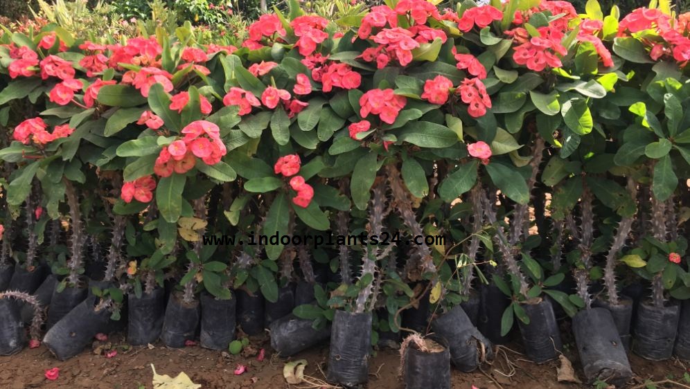 🤷GREEN🤷 Indoor Plants Names And Pictures Images & Photos