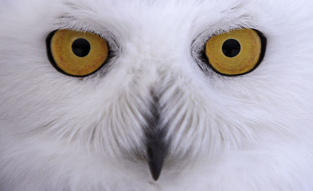 Snowy owl numbers far lower than once thought Snowy owl numbers far lower than once thought