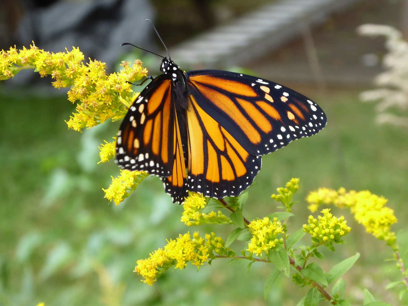 Out of the Box an invitation into nature Zoe, the Last Monarch Butterfly