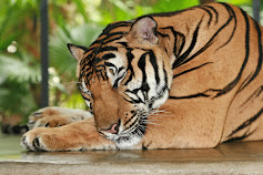 Những câu hỏi tại sao cho bé - Tại sao hổ lại ngủ ngày - Tìm hiểu về thế giới động vật