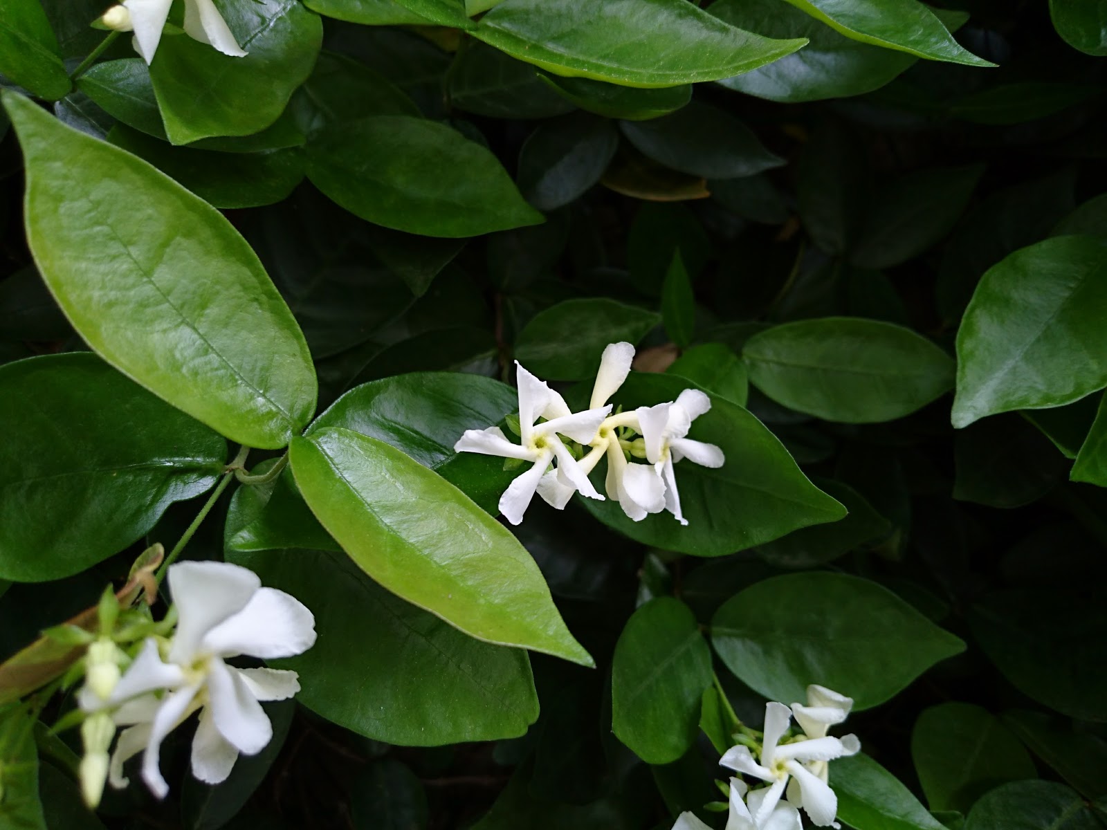 あすきん つる 白い花 香り テイカカズラ