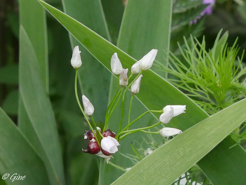 Au jardin de Gine De l