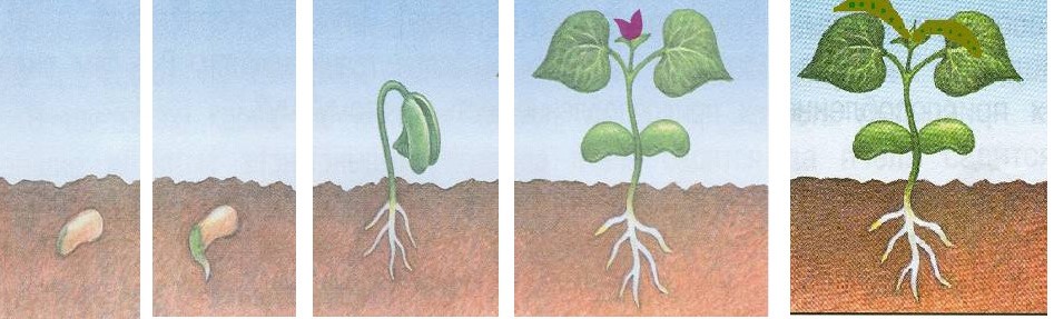 Определите последовательность развития растения. Последовательность развития растения. Этапы развития растений. Цепочка развития растения. Последовательность развития растения из семени.