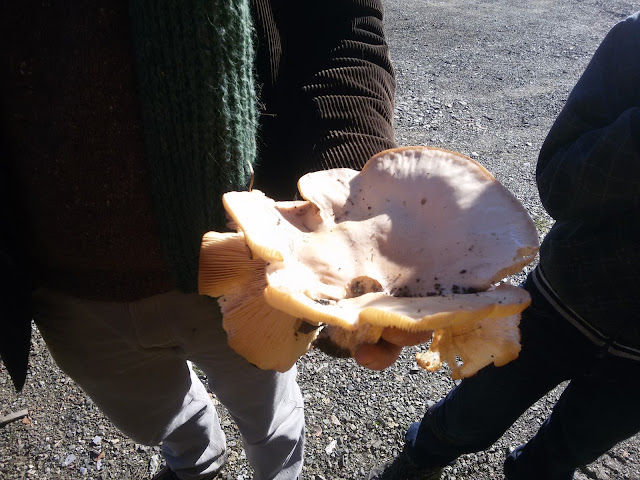 Mushroom picked in Montalcino's woods