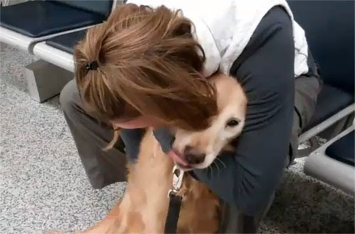 Video : アフガニスタンから無事帰還した米国空軍大尉と愛犬との感動の再会