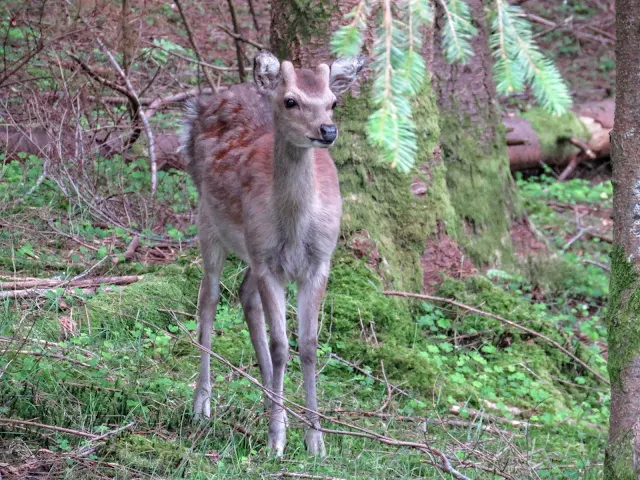 Wicklow Mountains Tour - Curious deer spotted along St. Kevin's Way in Glendalough