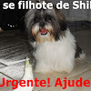 Doa se Filhote de Shi tzu 