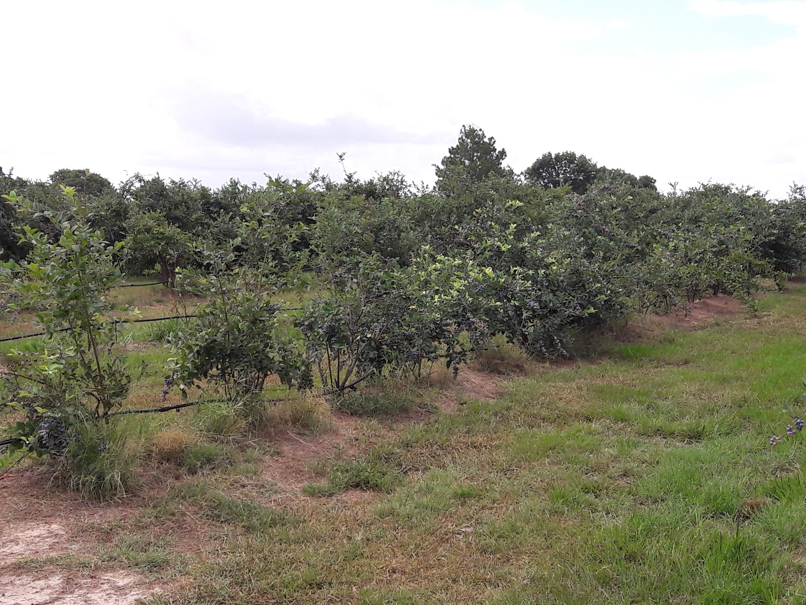 Echo Springs Blueberry Farm