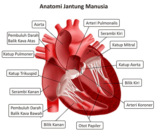 Organ Organ Sistem Peredaran Darah Info Pendidikan Dan Biologi Organ Organ Sistem Peredaran Darah Info Pendidikan Dan Biologi