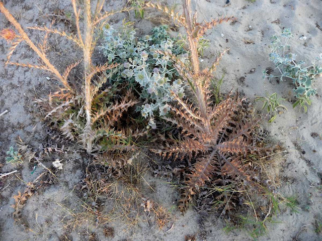 r o b i n 's y a r d Onopordum illyricum