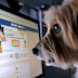 Facebook não permite mais a venda de animais vivos