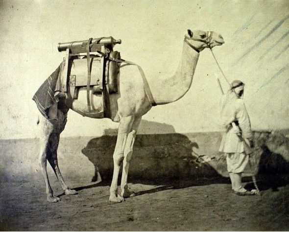 Camel transporting artillery, Egypt (1866), by Gustave Le Gray