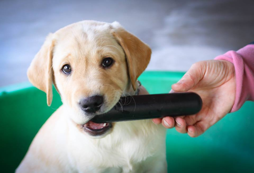 10 Puppy Teething Survival Tips and Best Solutions