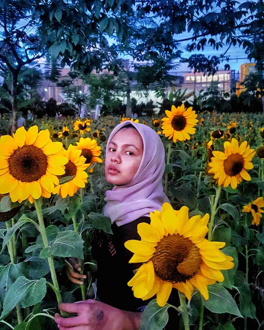 Bunga Matahari Di Bandung - Ide Liburan Di Bandung Ada Bunga Matahari