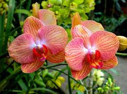 Orhideele (Orchidaceae)