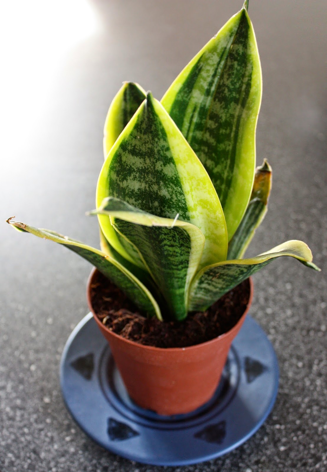 Makingme Houseplants For A Healthly Home Snake Plant These Plants Don T Need Much Sun Or Water Making Them Easy To Care For Even When You Have A Less Than Green Thumb Like Me